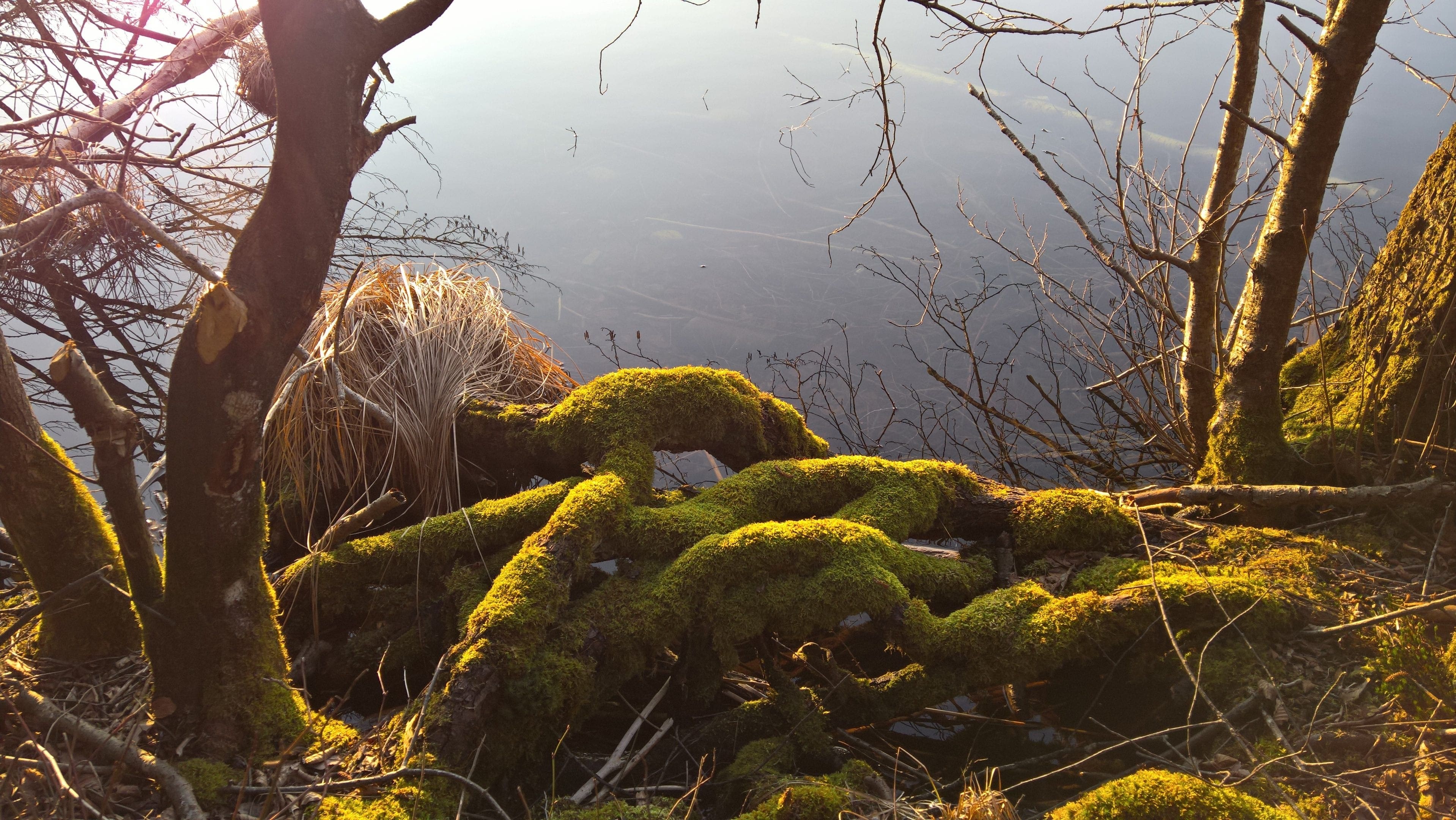 Read more about the article Der Tüttensee, Schätze unserer Heimat