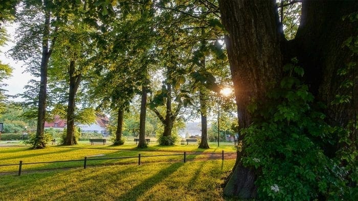 Der heilige Lindenhain auf der Fraueninsel