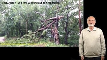 Holzarten und ihre Wirkung auf Menschen